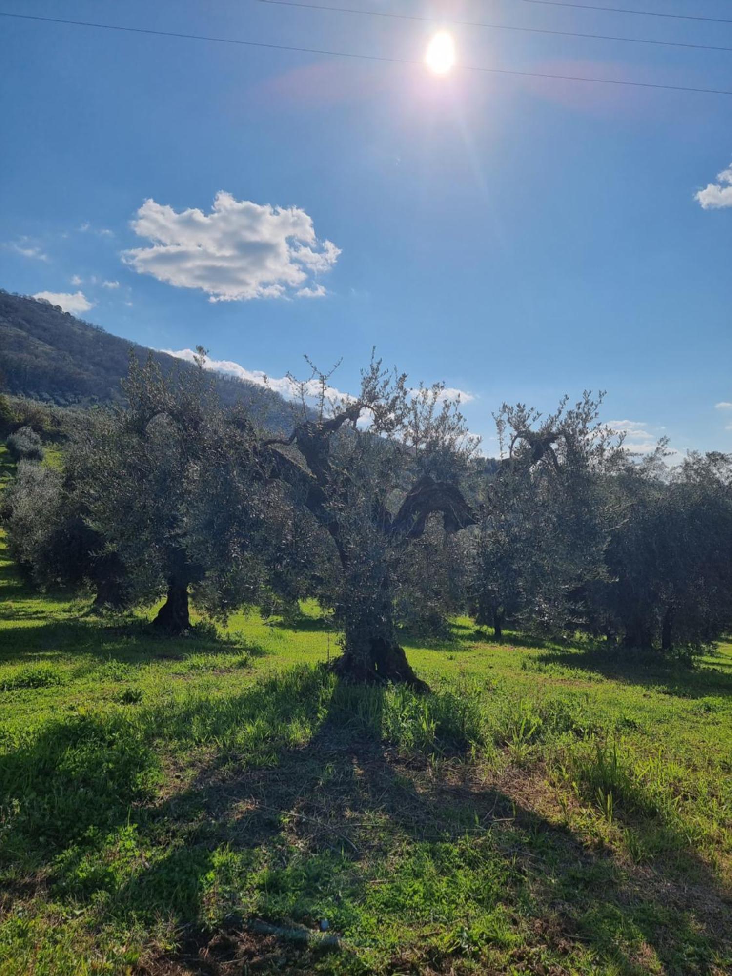 Casale Dei Priori Bed & Breakfast Rocca Massima Luaran gambar